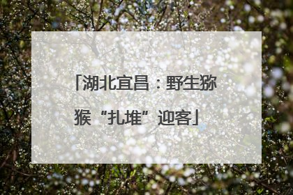 湖北宜昌：野生猕猴“扎堆”迎客