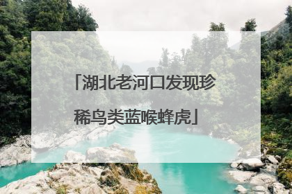 湖北老河口发现珍稀鸟类蓝喉蜂虎