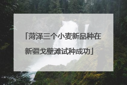 菏泽三个小麦新品种在新疆戈壁滩试种成功