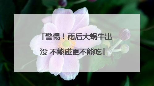 警惕！雨后大蜗牛出没 不能碰更不能吃
