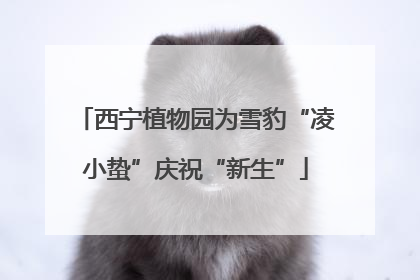 西宁植物园为雪豹“凌小蛰”庆祝“新生”