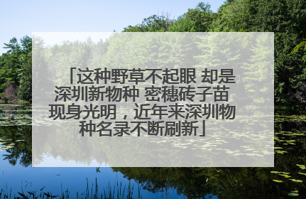 这种野草不起眼 却是深圳新物种 密穗砖子苗现身光明，近年来深圳物种名录不断刷新
