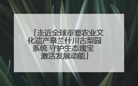 走近全球重要农业文化遗产皋兰什川古梨园系统 守护生态瑰宝 激活发展动能