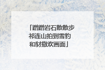 蹭蹭岩石散散步 祁连山拍到雪豹和豺撒欢画面