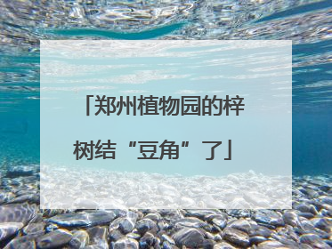 郑州植物园的梓树结“豆角”了
