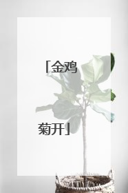 金鸡菊开