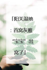 阳关湿地：首窝灰雁“宝宝”出窝了