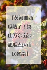 黄河滩西瓜熟了！梁山万余亩沙瓤瓜直达市民餐桌